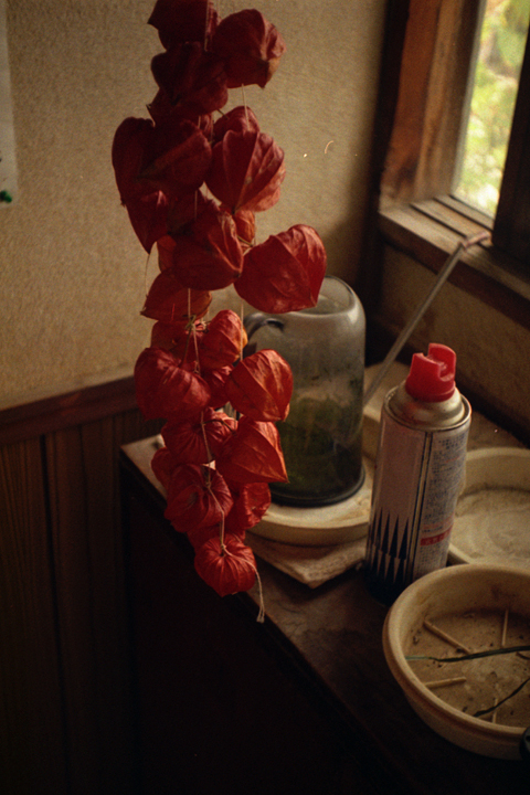 photograph, 2009 | husk tomato | 酸漿