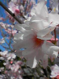 photograph | flowers, Kumayama Akaiwa | 春の花, 熊山 赤磐