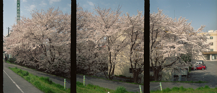 photograph, 2010 | cherry blossoms, Heidan Okayama | 桜, 兵団 岡山