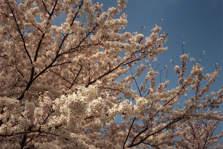 photograph, 2010, 2010 | cherry blossoms, Heidan Okayama | 桜, 兵団 岡山