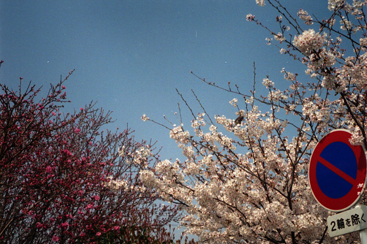 photograph, 2010 | blossoms, Ban-cho Okayama | 梅, 桜, 番町 岡山