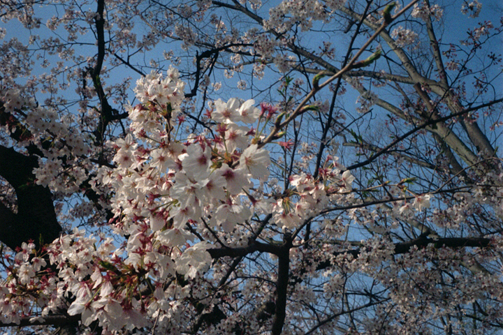 photograph, 2010 | cherry brossoms, Ishizeki-cho Okayama | 桜, 石関町 岡山