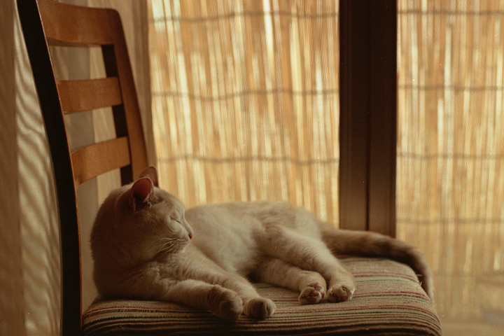 photograph | cat, home | 猫, 実家