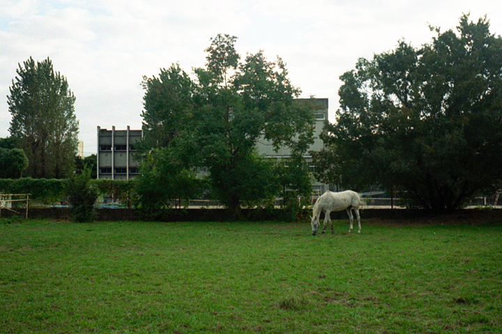 photograph | a horse, Tsushima Okayama | 馬, 津島 岡山