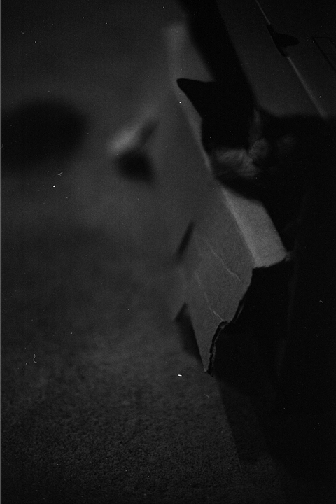 photograph, 2009 | cat | 猫