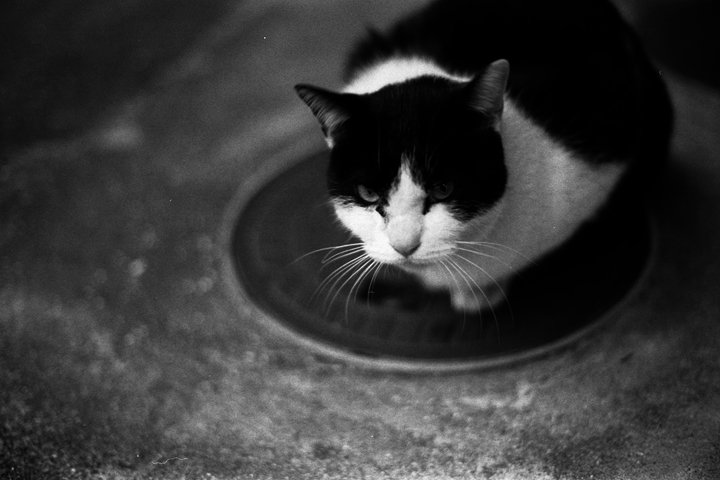 photograph, 2009 | cat | 猫