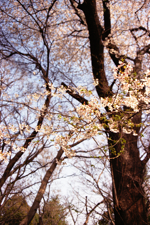 photograph, 2001 | cherry blossoms, Machida Tokyo | 桜, 町田 東京
