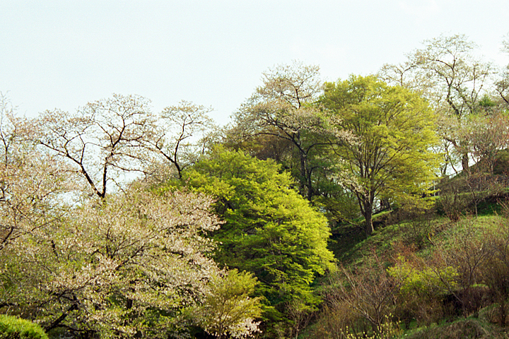 photograph, 2001 | Amanohara, Kitsuregawa | 天野原, さくら祭り, 喜連川