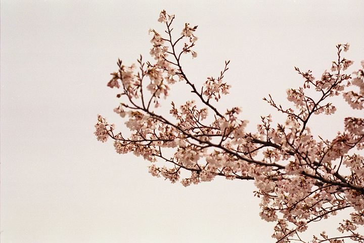 photograph, 2006 | cherry blossoms, Izumi-cho Okayama | 桜, いずみ町 岡山
