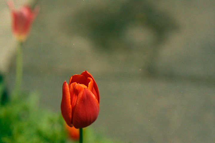 photograph, 2006 | tulip | チューリップ