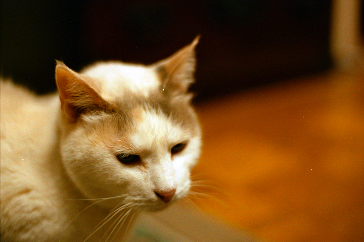 photograph, 2006 | a cat | 猫