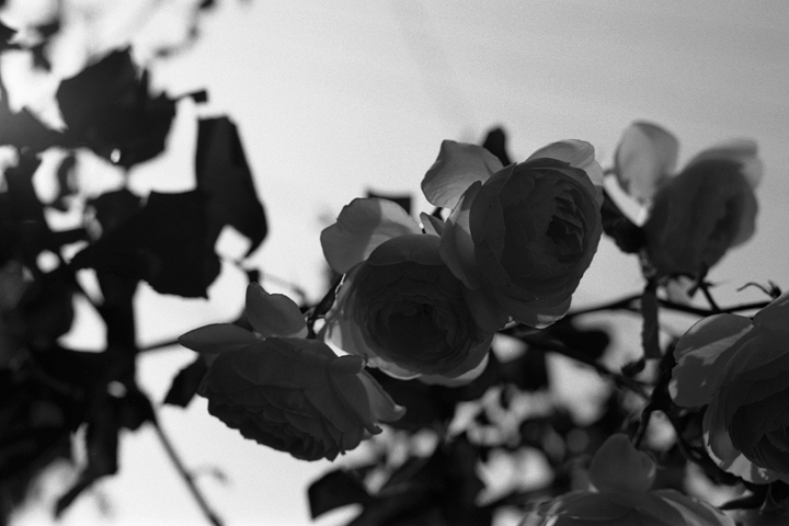photograph, 2010 | roses | ばら