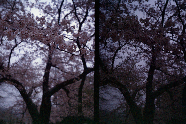 photograph, 2008 | Izumi-cho, Okayama | 桜, いずみ町, 岡山