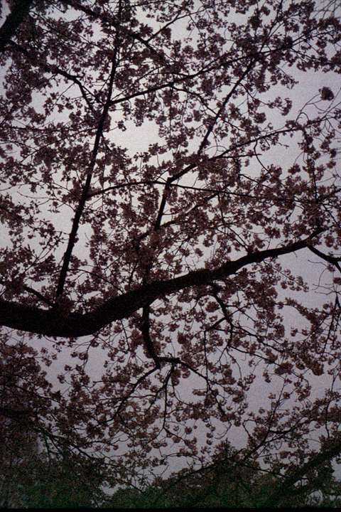 photograph, 2008 | Izumi-cho, Okayama | 桜, いずみ町, 岡山