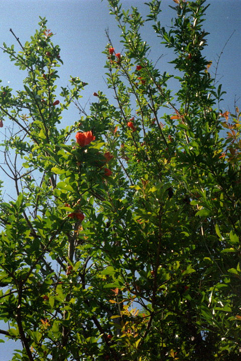 photograph, 2009 | pomegranate, Tsushima-Niino, Okayama | ざくろ, 津島新野, 岡山