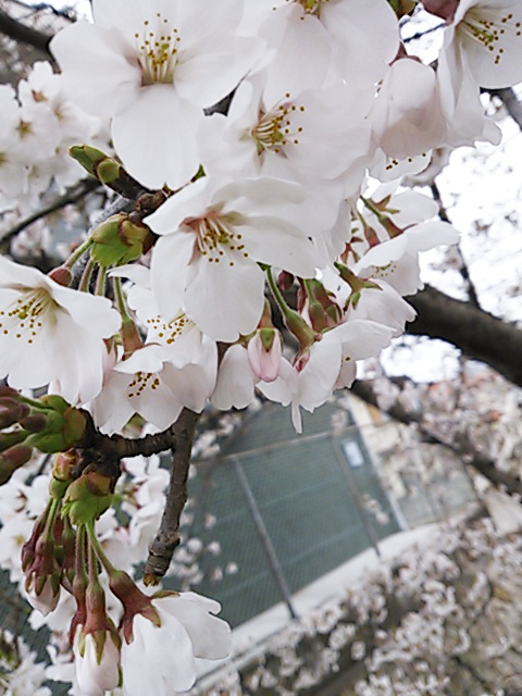 photograph | Heidan, Okayama | 兵団, 岡山, 春, 桜が咲いた