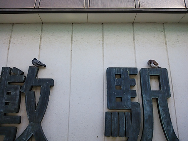 photograph | Kurashiki, pigeon | 倉敷, 鳩