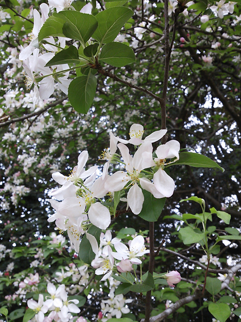 photograph | Koraku-en, Okayama | 後楽園, 岡山, ひめりんごの花