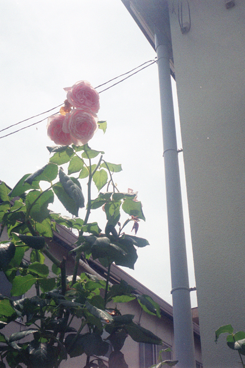 photograph, 2011 | summer, pink rose | 夏, ピンクのバラ