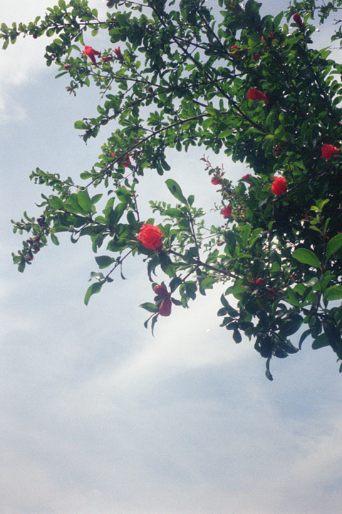 photograph, 2011 | summer, pomegranate, Tsushima, Okayama | 夏, ざくろの花, 津島, 岡山