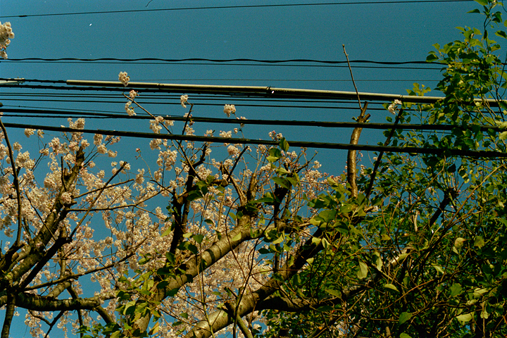 photograph, 2003 | spring, cherry blossoms, Hashimoto, Sagamihara | 春, 桜, 橋本, 相模原