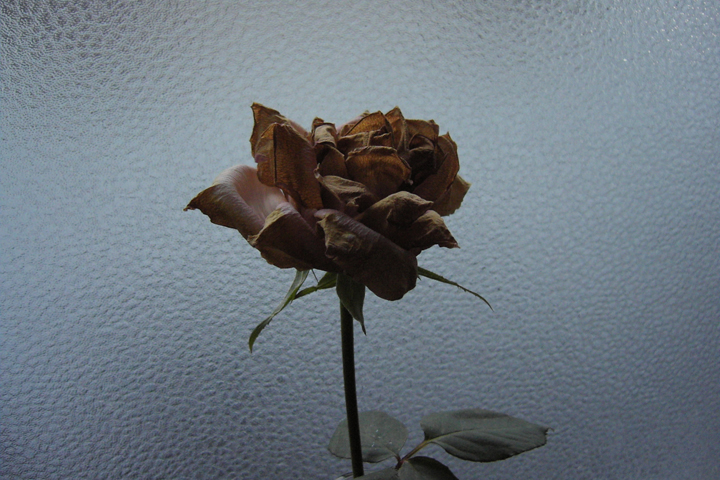 photograph, 2014 | winter, rose | バラ