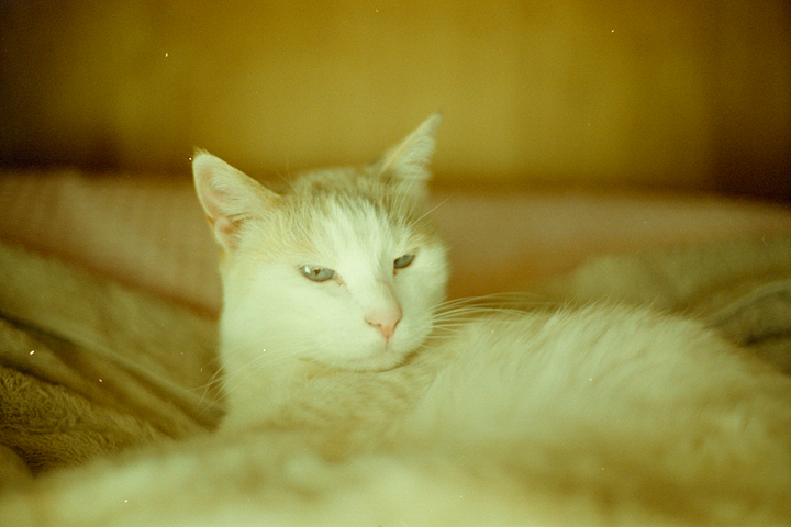 photograph, 2003 | spring, cat, home | 春, 猫, 実家