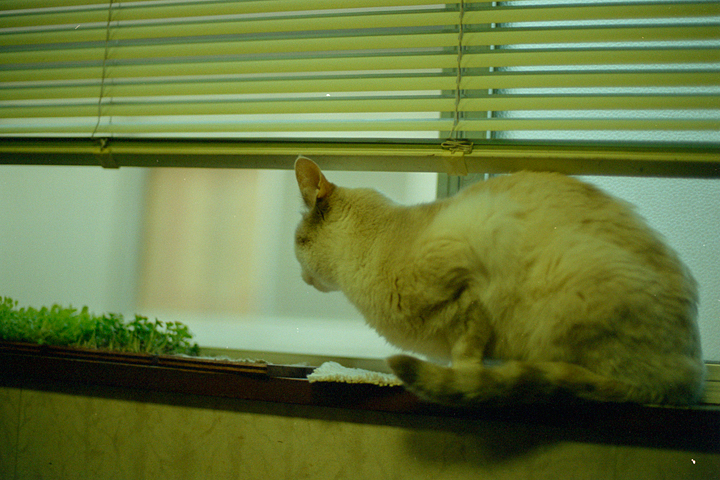 photograph, 2003 | spring, cat, home | 春, 猫, 実家