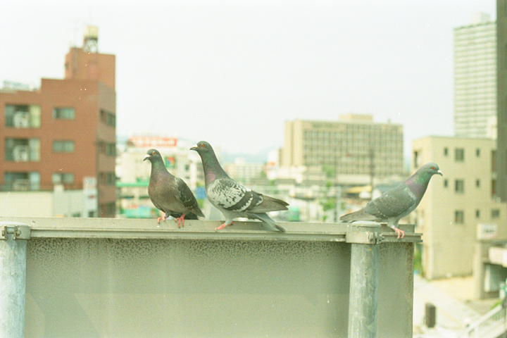 photograph, 2003 | spring, Seishin-cho, Okayama | 春, 清心町交差点, 岡山
