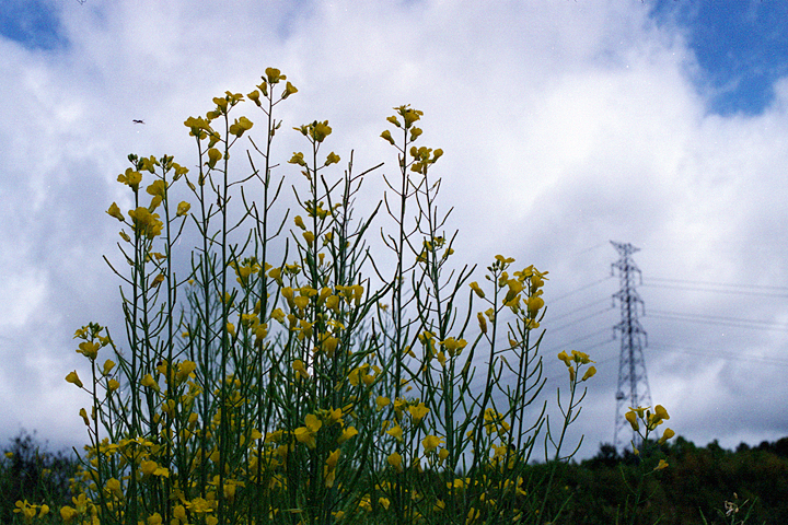 photograph, 2012 | spring, rapeseed blossom, Kumayama, Akaiwa | 春, アブラナ, 熊山, 赤磐