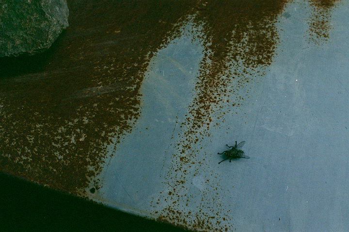 photograph, 2012 | spring, fly, Kumayama, Akaiwa | 春, 蠅, 熊山, 赤磐