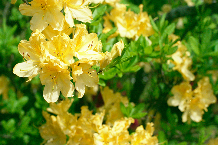 photograph, 2012 | spring, azalea, Kumayama, Akaiwa | 春, 黄色ツツジ, 熊山, 赤磐