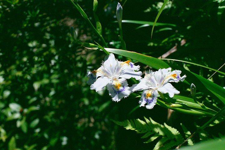 photograph, 2012 | spring, Japanese iris, Kumayama, Akaiwa | 春, 花菖蒲, 熊山, 赤磐