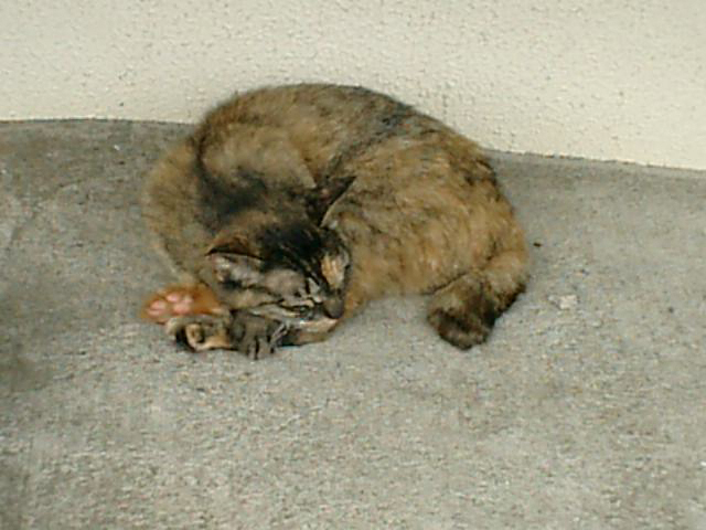 photograph, 2003 | summer, cat, Enoshima, Fujisawa | 夏, 猫, 江ノ島, 藤沢