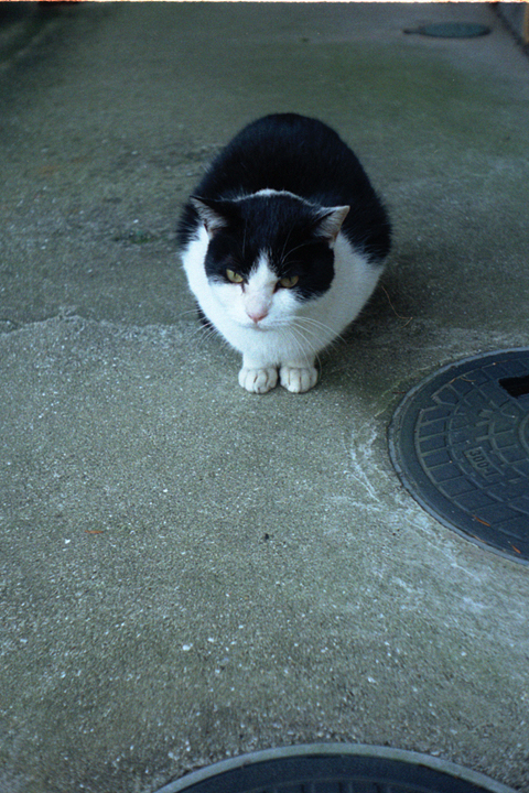 photograph, 2009 | winter, cat, apartment | 冬, 野良猫, アパート