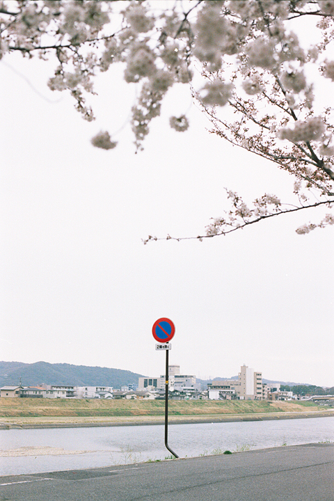 photograph, 2014 | spring, cherry blossoms, Heidan, Okayama | 春, 桜, 兵団, 岡山