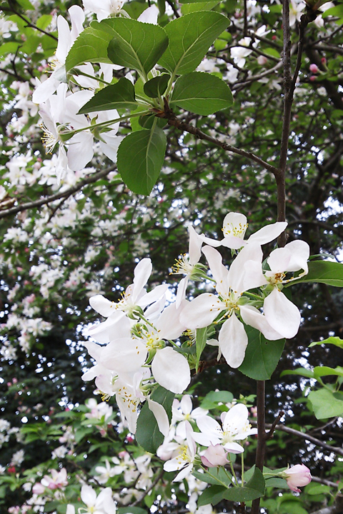photograph, 2014 | spring, Chinese apple, Koraku-en, Okayama | 春, ヒメリンゴの花, 後楽園, 岡山
