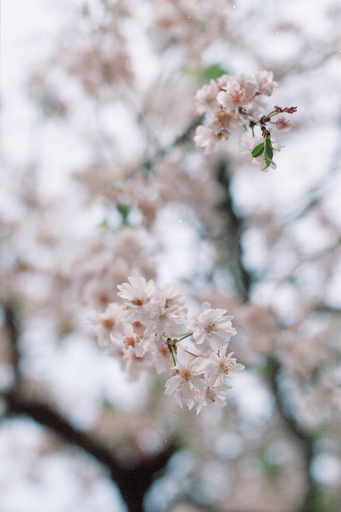 photograph, 2014 | spring, weeping cherry, Koraku-en, Okayama | 春, 桜, 後楽園, 岡山