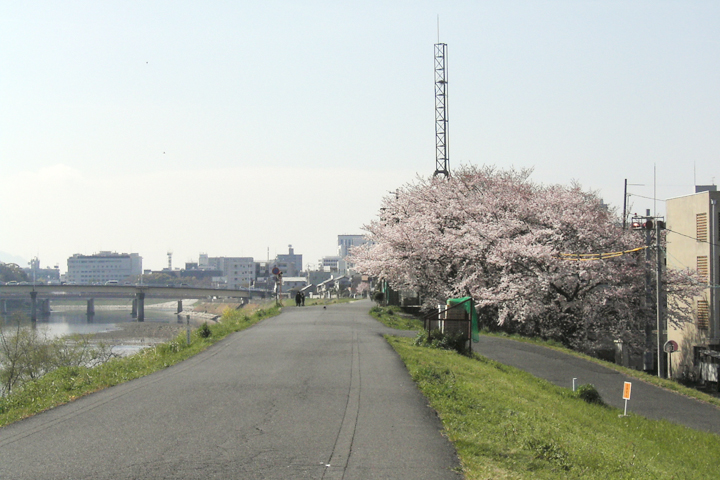 photograph, 2016 | spring, cherry blossoms, Heidan, Okayama | 春, 桜, 兵団, 岡山