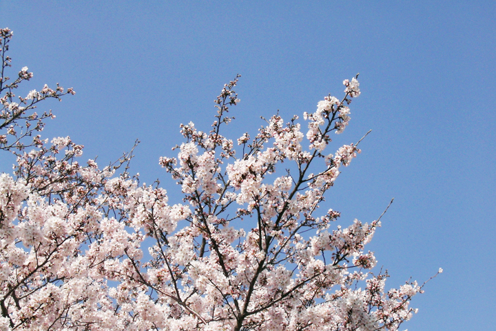 photograph, 2016 | spring, cherry blossoms, Heidan, Okayama | 春, 桜, 兵団, 岡山