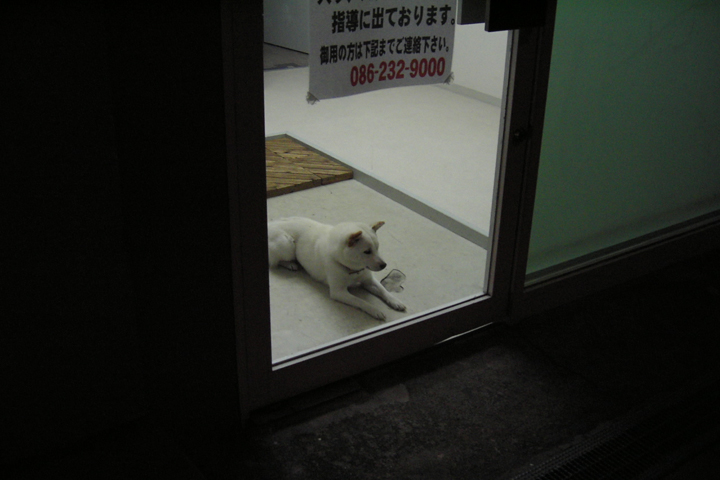 photograph, 2006 | winter, a dog, Gakunan-cho, Okayama | 冬, 空手犬, 学南町, 岡山