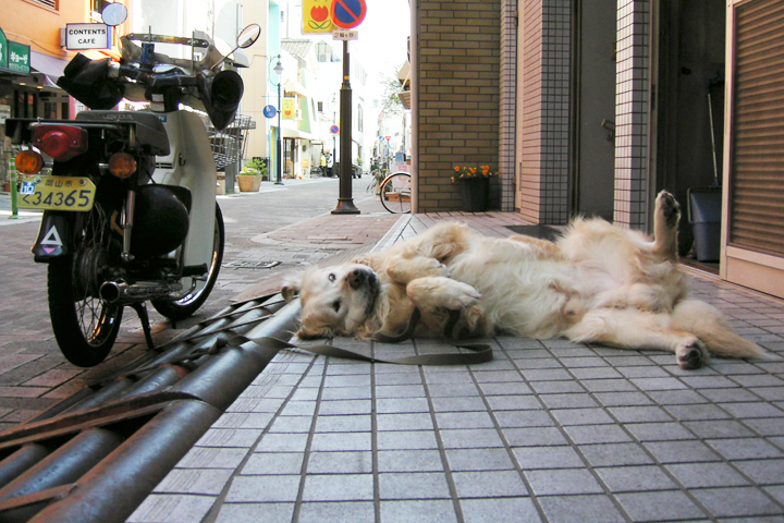 photograph, 2006 | spring, a big dog, Omote-cho, Okayama | 春, 大きな犬, 海華楼, 表町, 岡山
