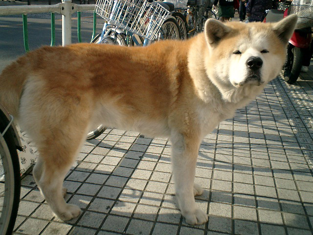 photograph, 2003 | winter, a dog, Hashimoto, Sagamihara | 冬, 犬, 橋本, 相模原