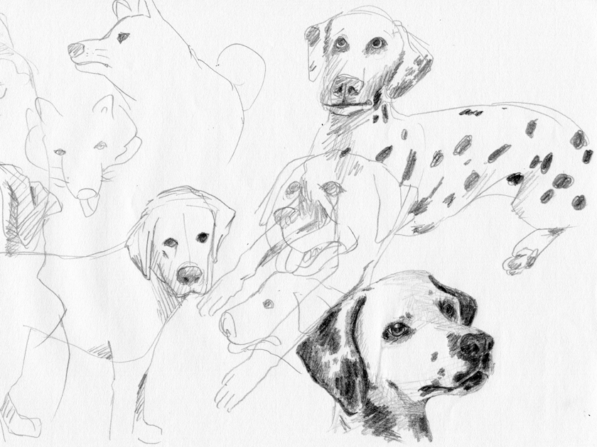 drawing, pencil | dog, Shiba, Retriever, Dalmatian | スケッチ, 犬, 柴犬, レトリバー, ダルメシアン, 鉛筆
