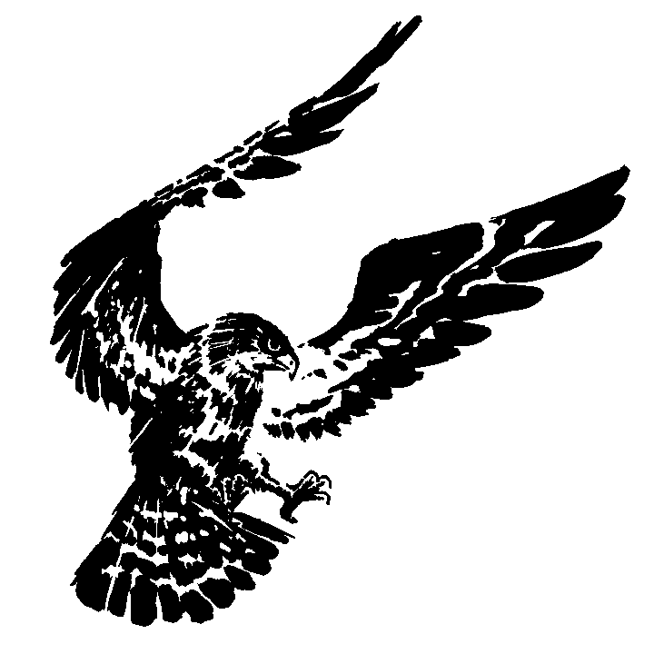 illustration, a hawk | イラスト, 舞い降りる鷹