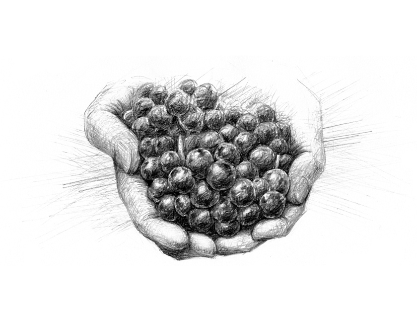 illustration, image cut | イラスト, 両手に収まった葡萄果実