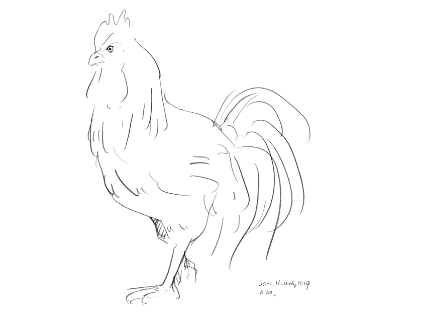 illustration, a cock | イラスト, 雄鶏のラフドロウイング