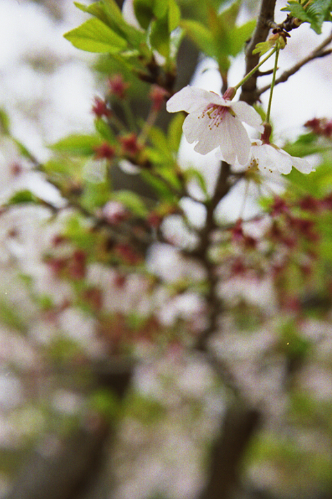 photograph | cherry blossoms, Izumi-cho, Okayama | 桜, いずみ町, 岡山