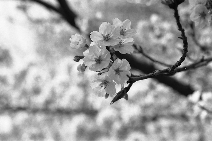 photograph | cherry blossoms, Izumi-cho Okayama | 桜, いずみ町 岡山