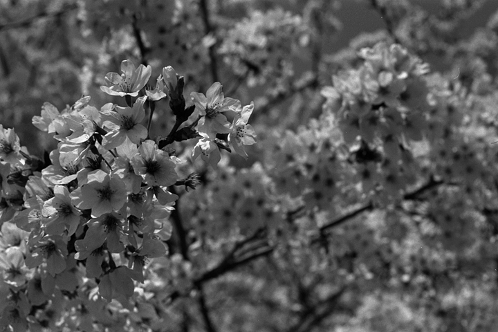 photograph | cherry blossoms, Heidan Okayama | 桜, 兵団 岡山
